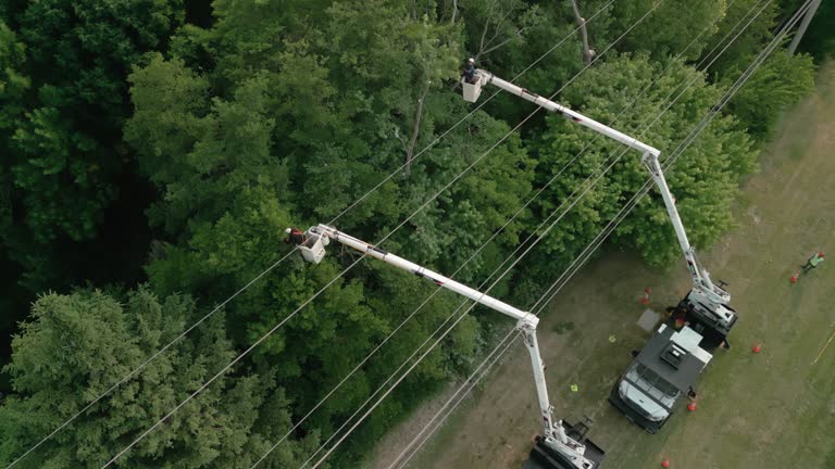 Best Hazardous Tree Removal  in Granby, CO